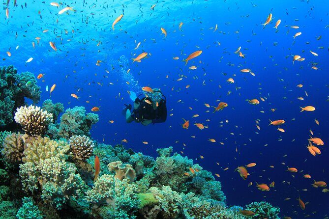 3 Fun Dives in Phi Phi islands for Certified Divers - FAQ Section