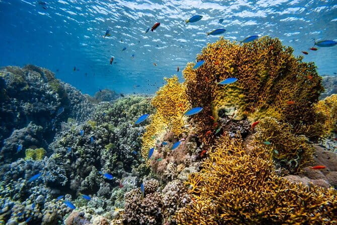 3 Fun dives in Phi Phi islands for Certified Divers - The Itinerary: What You’ll See and Do