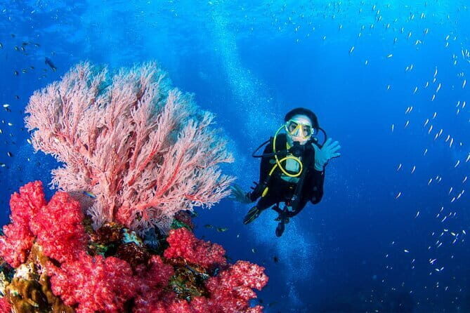 3 Fun dives in Phi Phi islands for Certified Divers - The Reviews: What Others Say About the Tour