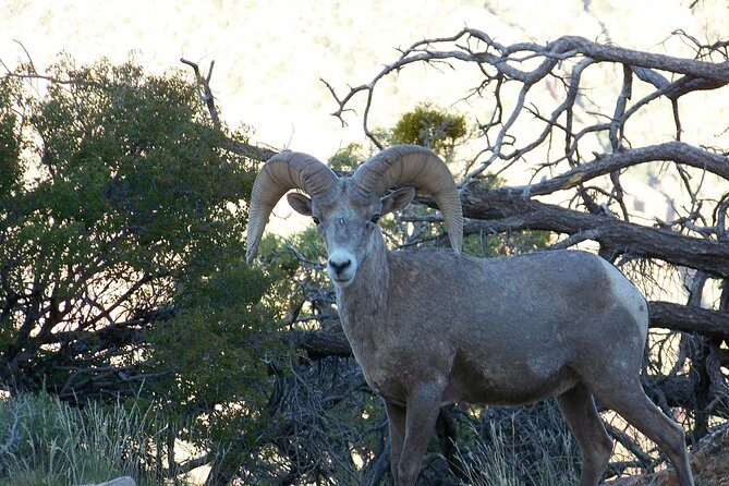 3 Hour Back-Road Safari to Grand Canyon with Entrance Gate By-Pass at 9:30 am - Who Will Love This Tour?