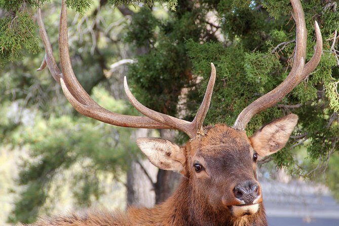 3 Hour Back-Road Safari to Grand Canyon with Entrance Gate By-Pass at 9:30 am - The Sum Up