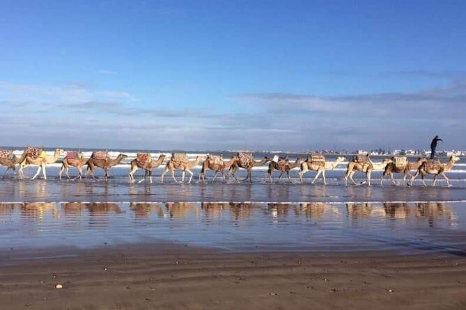 3-hour camel ride at sunset - Key Points