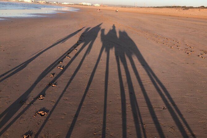 3-hour camel ride at sunset - The Sum Up