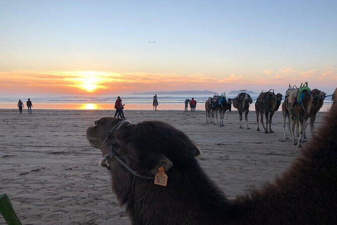 3-hour camel ride at sunset - FAQ