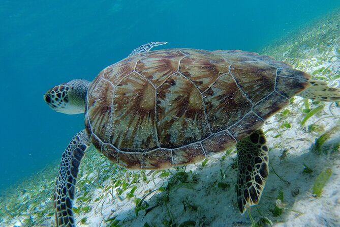 3 Hour Costa Maya Snorkeling Excursion - La Leyenda ECO-TOURS - Pricing and Value