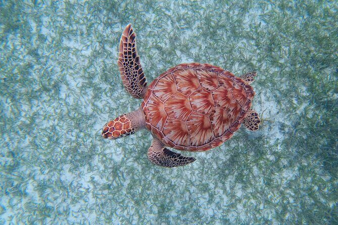 3 Hour Costa Maya Snorkeling Excursion - La Leyenda ECO-TOURS - Detailed Breakdown of the Experience