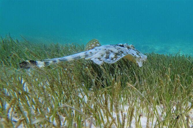 3 Hour Costa Maya Snorkeling Excursion - La Leyenda ECO-TOURS - The Sum Up