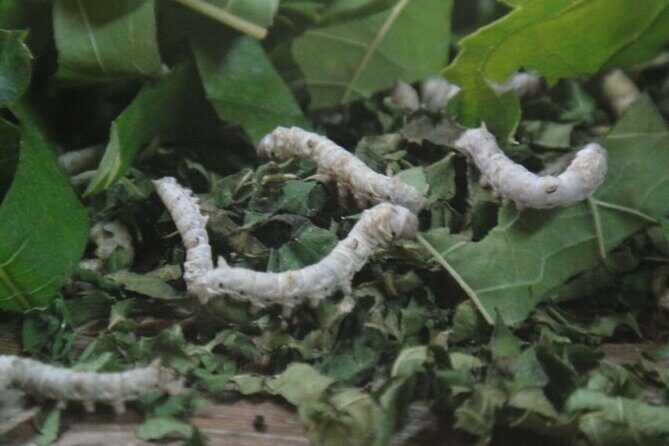 3-Hour Cultural Tour in Hoi An Silk Village with Local Meal - The Silkworm Lifecycle and Cultivation