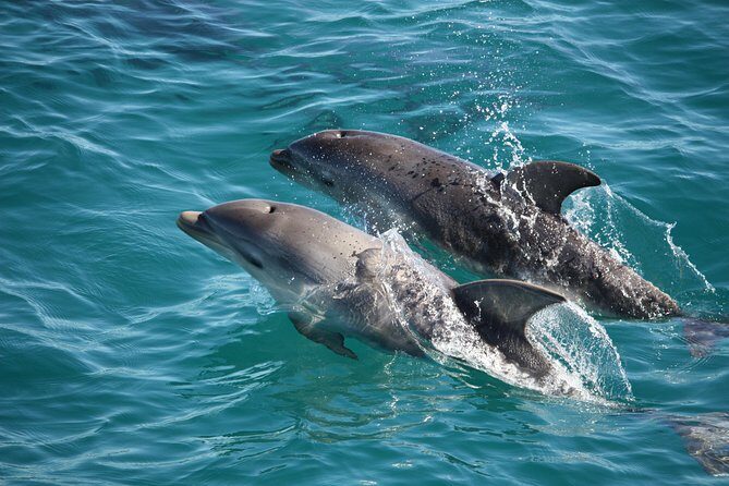 3-Hour Dolphin and Seal Sightseeing Cruise, operated with swim tour passengers - A Practical Look at the 3-Hour Dolphin and Seal Sightseeing Cruise on Port Phillip Bay