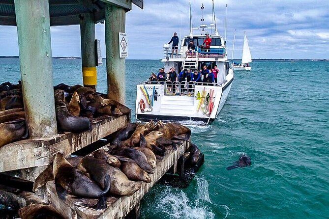 3-Hour Dolphin and Seal Sightseeing Cruise, operated with swim tour passengers - The Experience in Practice