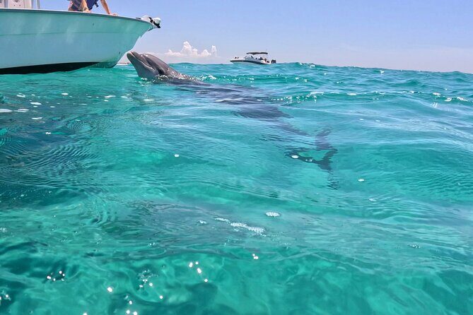 3 Hour Dolphin Tour and Snorkeling in Shell Island - Final Thoughts: Is This Tour for You?