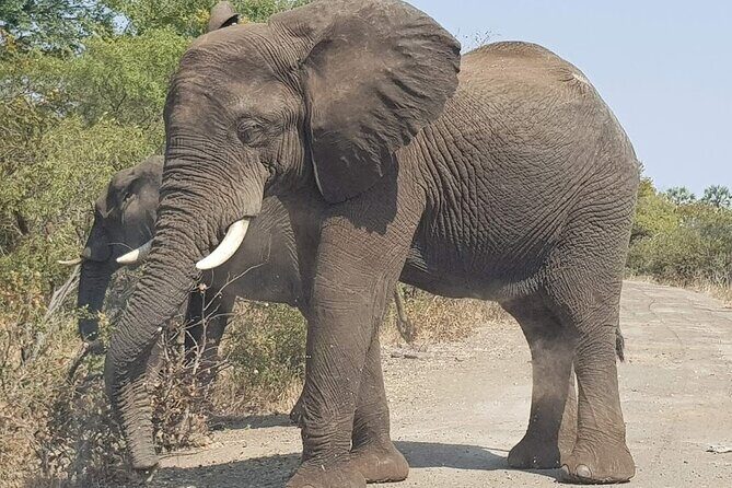 3 Hour Game Drive in Mosi-Oa-Tunya National Park - What to Expect from the 3-Hour Game Drive