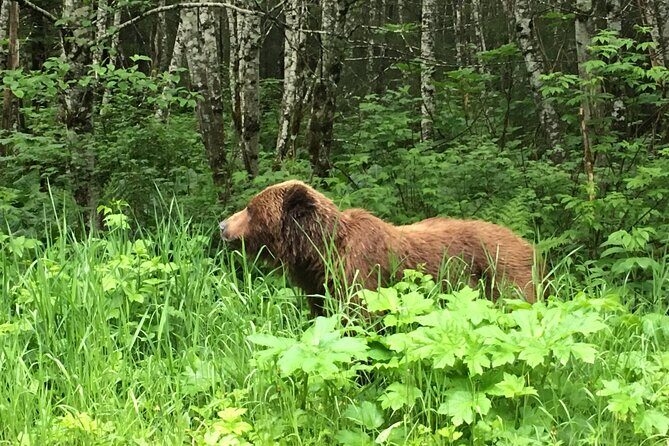 3 Hour Guided Driving Tour in Hoonah Alaska - Who Will Love This Tour?
