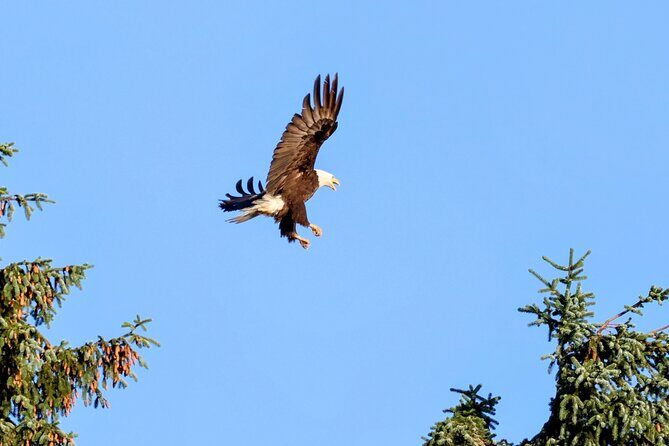 3 Hour Guided Driving Tour in Hoonah Alaska - FAQ