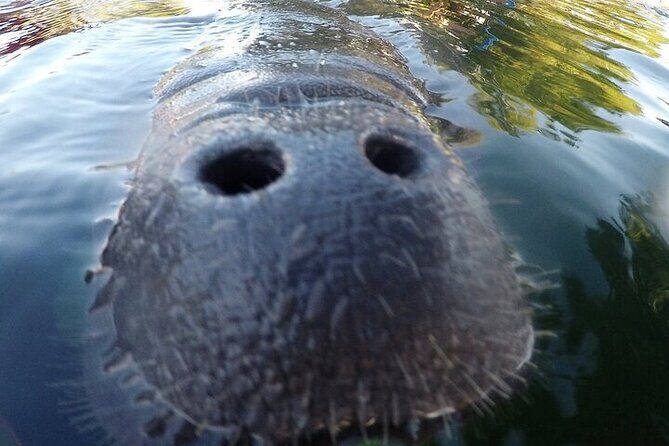 3 Hour Guided Manatee Snorkel - An Honest Look at the 3-Hour Guided Manatee Snorkel Tour