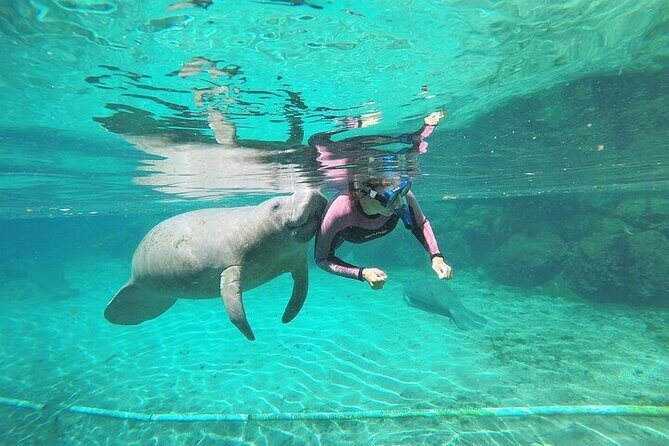 3 Hour Guided Manatee Snorkel - Final Thoughts: Why Choose This Tour?
