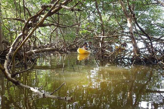 3 Hour Guided Mangrove Tunnel Kayak Eco Tour - Frequently Asked Questions