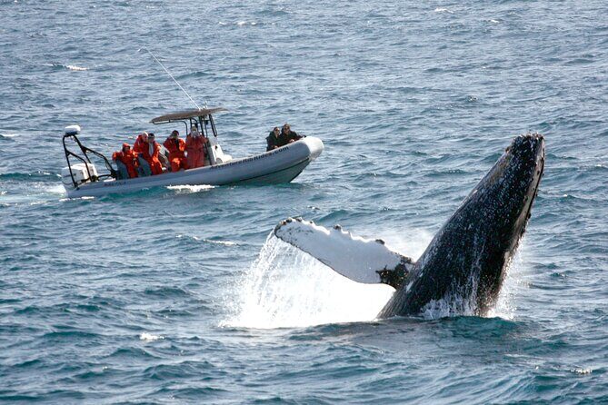 3-Hour Guided Whale and Dolphin Watching Experience in San Diego - Key Points