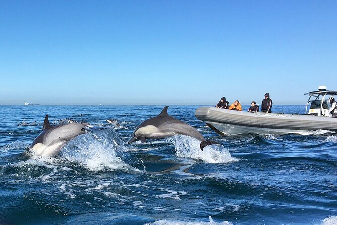 3-Hour Guided Whale and Dolphin Watching Experience in San Diego - Value for Money and Booking Tips