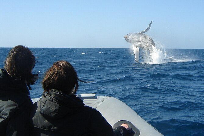 3-Hour Guided Whale and Dolphin Watching Experience in San Diego - Who Should Consider This Tour?