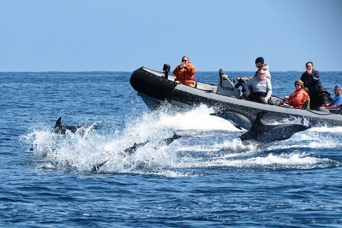 3-Hour Guided Whale and Dolphin Watching Experience in San Diego - Final Thoughts