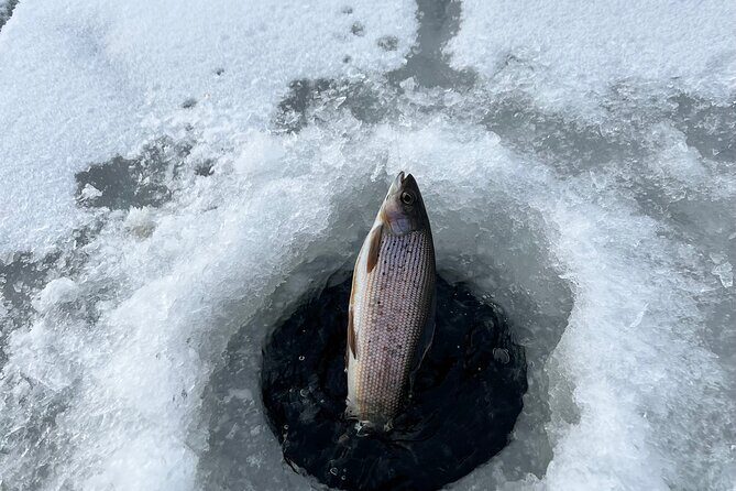 3 Hour Ice Fishing Experience - The Sum Up