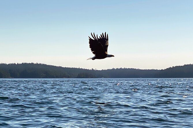 3 Hour Kayaking Tours from Friday Harbor - Why Choose This Tour?