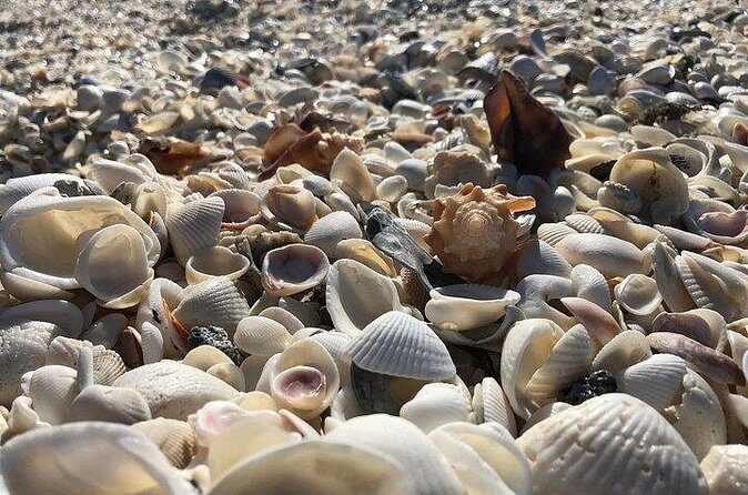 3 Hour Keewaydin Island Shelling Adventure - The Itinerary: What to Expect and Why It Matters