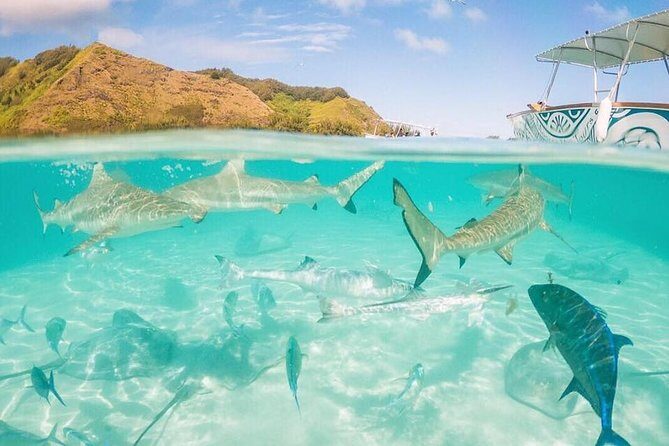 3-hour Lagoon Snorkeling Tour - Private Tour - Who Is This Tour Best For?