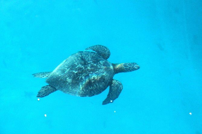 3-hour Lagoon Snorkeling Tour - Shared Tour - Who Is This Tour Best Suited For?