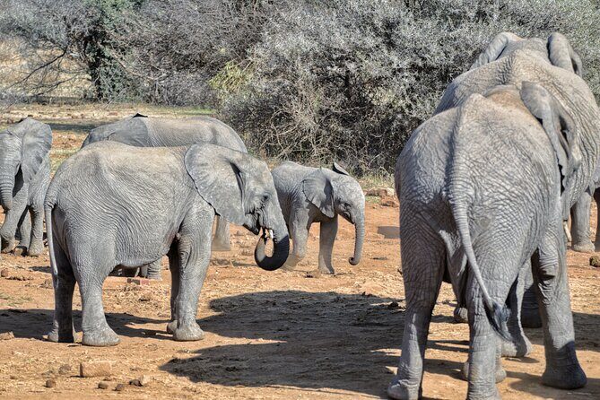 3 Hour Pilanesberg Afternoon Open Vehicle safari drive (Self drive) - Exploring the Experience