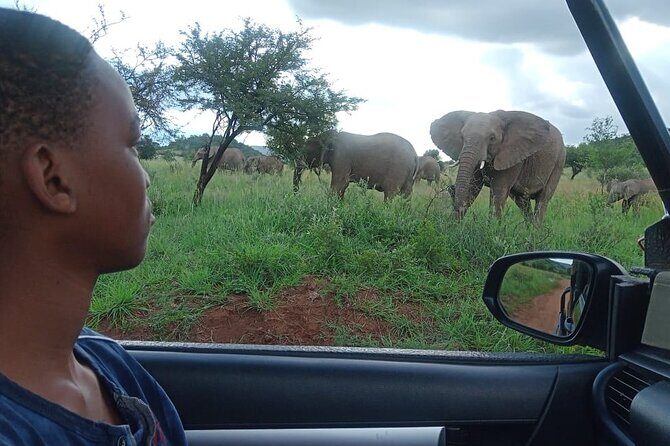 3 Hour Pilanesberg Afternoon Open Vehicle safari drive (Self drive) - The Sum Up