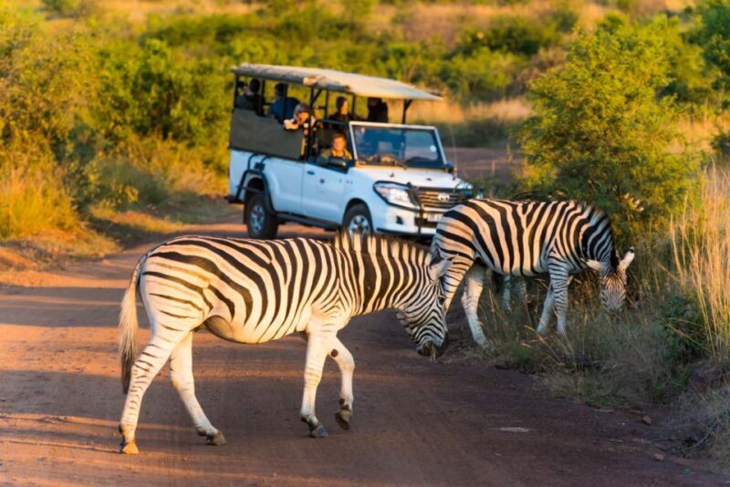 3-Hour Private Game Drive in Pilanesberg National Park - Key Points