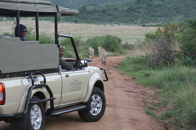3-Hour Private Game Drive of Pilanesberg National Park - The Sum Up
