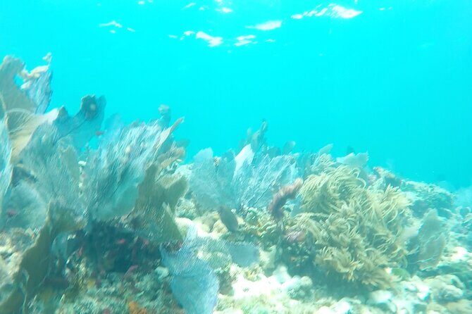 3 Hour Private Snorkeling in Marathon Florida - Practical Tips to Maximize Your Experience