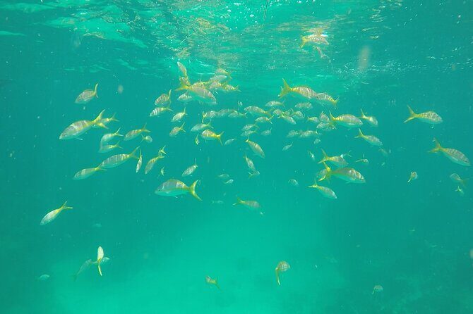3 Hour Private Snorkeling in Marathon Florida - Final Thoughts