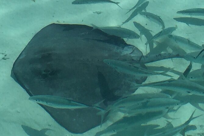3 Hour Private Snorkeling in Marathon Florida - FAQ