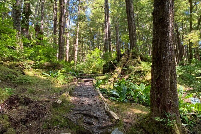 3-Hour Rainforest, Beach & Wildlife Walk - Wildlife & Nature: What You Might See