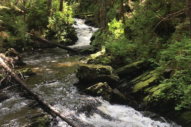 3 Hour Rainforest Walk & Totem Park Wild Wolf Tours - The Value of a Small-Group Tour