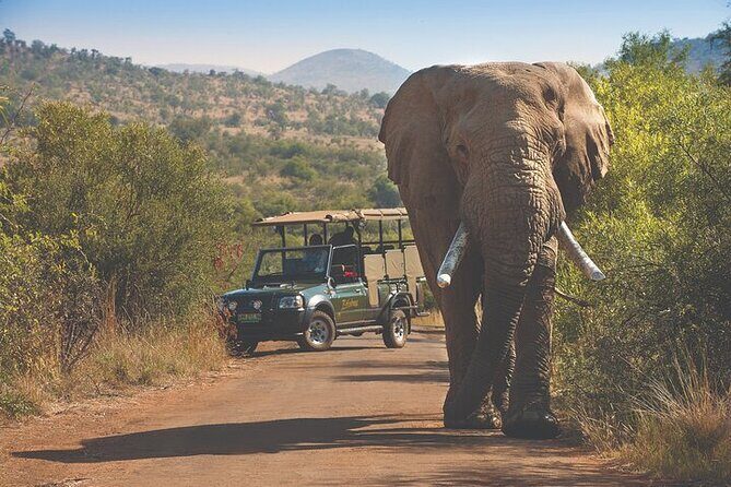 3-Hour Safari Tour in Pilanesberg National Park - Is It Worth The Price?