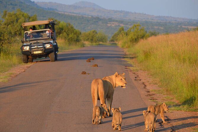 3-Hour Safari Tour in Pilanesberg National Park - Who Will Love This Tour?