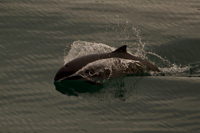 3-Hour Sea Kayak Tour in the San Juan Islands - FAQ