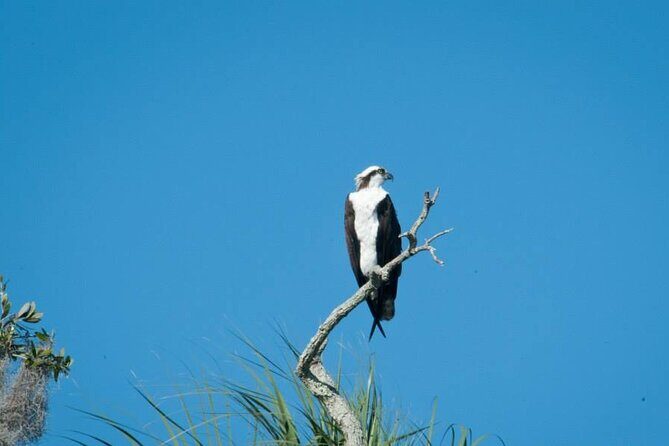 3 Hour See Crystal River Wildlife Safari Boat Cruise - An Overview of the Experience