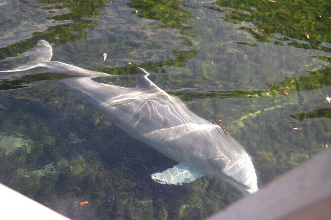 3 Hour See Crystal River Wildlife Safari Boat Cruise - What Travelers Say: Authentic Experiences
