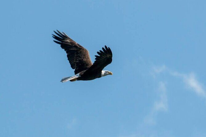 3 Hour See Crystal River Wildlife Safari Boat Cruise - Practical Details