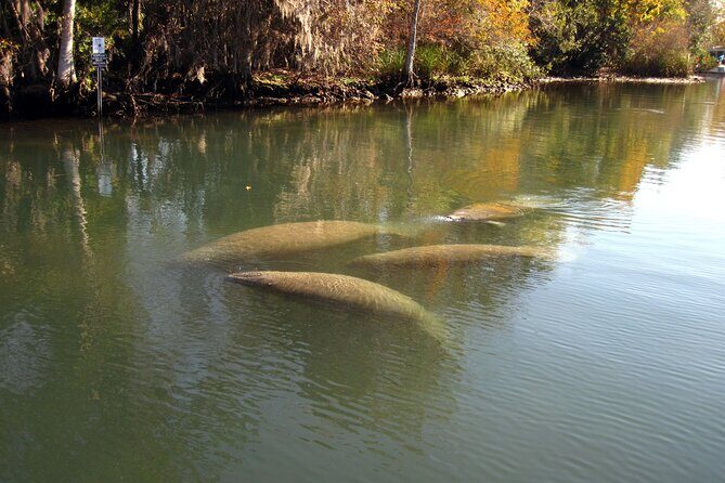 3 Hour See Crystal River Wildlife Safari Boat Cruise - The Value of the Experience