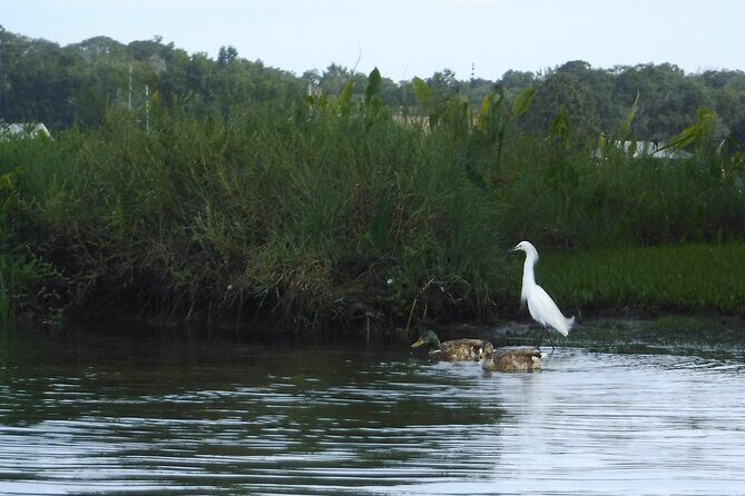 3 Hour See Crystal River Wildlife Safari Boat Cruise - Who Should Consider This Tour?