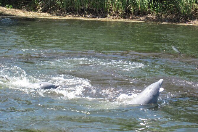3 Hour See Crystal River Wildlife Safari Boat Cruise - Final Thoughts