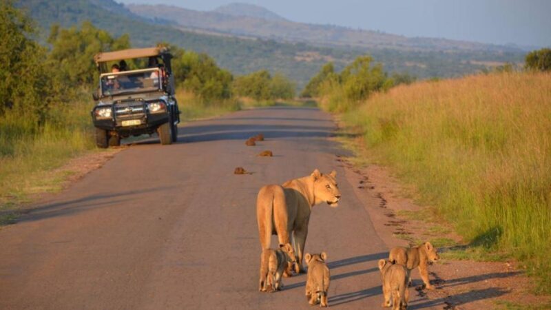 3-Hour Shared Game Drive in Pilanesberg National Park - Key Points