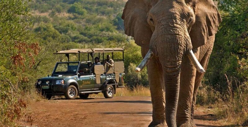3-Hour Shared Game Drive in Pilanesberg National Park - Setting the Scene: What to Expect on Your Safari